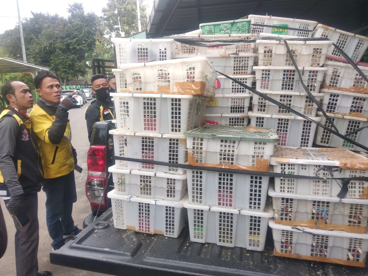 Penyelundupan ribuan ekor burung dari Pekanbaru ke Pulau jawa