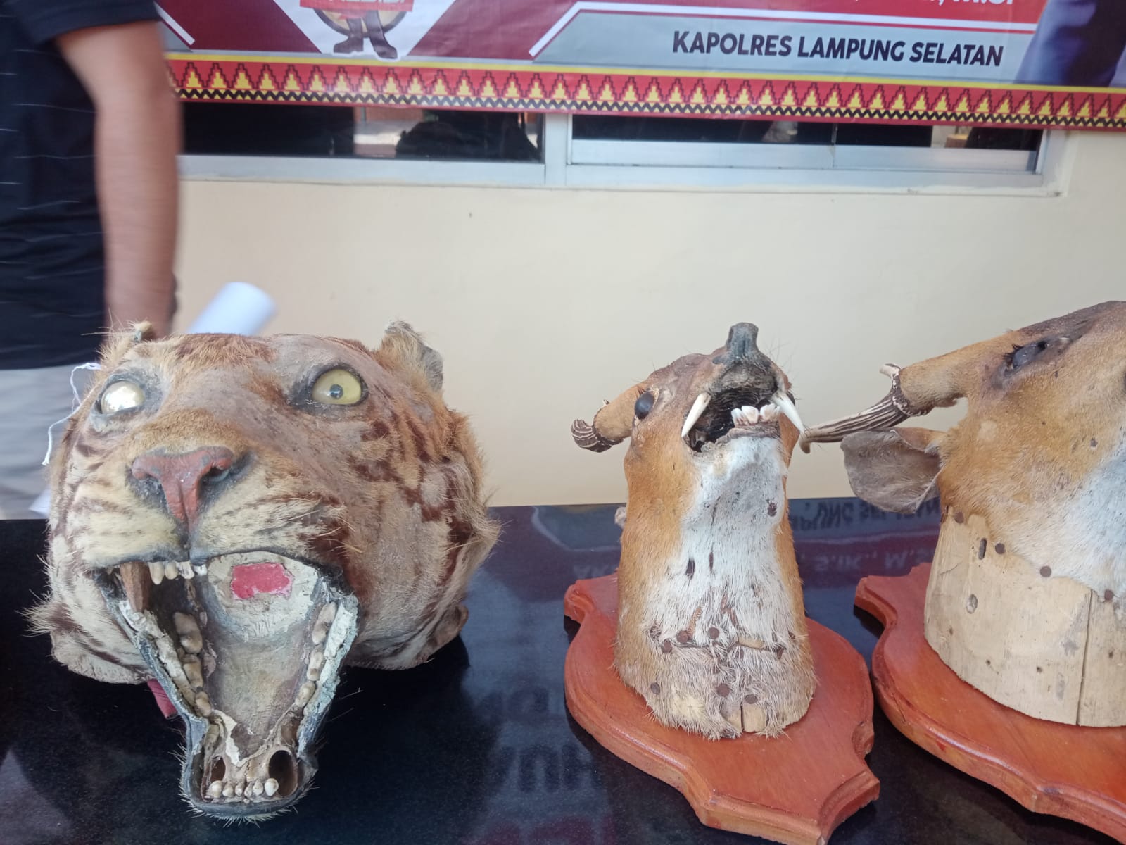 Barang bukti kepala Harimau dan Kijang. 