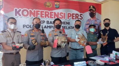 KSKP Bakauheni Lamsel menggagalkan penyelundupan kulit Harimau saat akan menyeberang di Seport Interdiction Pelabuhan Bakauheni Lamsel. Foto : Rera Anggraini