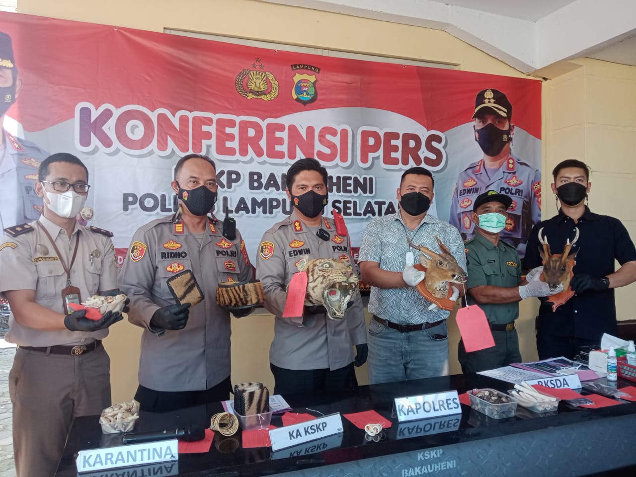 KSKP Bakauheni Lamsel menggagalkan penyelundupan kulit Harimau saat akan menyeberang di Seport Interdiction Pelabuhan Bakauheni Lamsel. Foto : Rera Anggraini