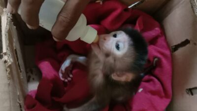 KSKP Bakauheni Lamsel, Kembali Gagalkan Penyelundupan Monyet