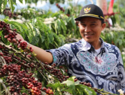 Pemprov Lampung Tingkatkan Produksi Kopi dan Lada