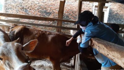 Penyakit Mulut dan Kuku di Provinsi Lampung menuju Zona Hijau