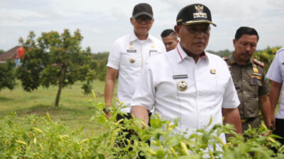 Bupati Lampung Selatan Tinjau Progres Program Petani Milenial