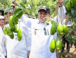 Gubernur Arinal Panen Alpukat Siger di Lamtim