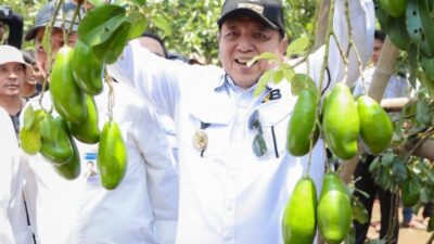 Gubernur Arinal Panen Alpukat Siger di Lamtim