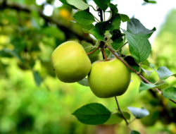 Berbagai Manfaat Apel Hijau Baik Untuk Kesehatan Kulit Kita