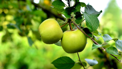 Berbagai Manfaat Apel Hijau Baik Untuk Kesehatan Kulit Kita