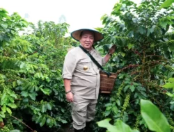 Gubernur Arinal Panen Kopi Arabika Sistem Pagar dan Temu Lapang bersama Petani Kopi di Sekincau, Lampung Barat Tahun 2024