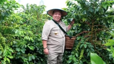 Gubernur Arinal Panen Kopi Arabika Sistem Pagar dan Temu Lapang bersama Petani Kopi di Sekincau, Lampung Barat Tahun 2024