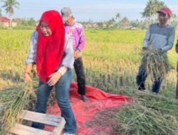 Peringati Hari Tani, Rosdiana Ikut Panen Bersama Petani