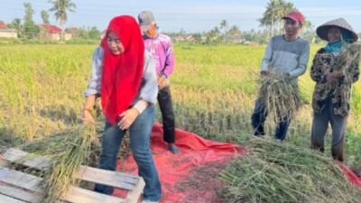 Peringati Hari Tani, Rosdiana Ikut Panen Bersama Petani