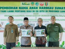 Gubernur Mirza Kenalkan Anak Harimau Sumatera Bernama Puspa dan Muli Sikop di Taman Satwa Lembah Hijau, Minimnya Populasi Membuat Konservasi Satwa Liar Kian Mendesak