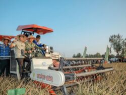 Dukung Swasembada Pangan Nasional, Gubernur Lampung dan Pangdam XXI/Radin Inten Ikuti Panen Raya TNI Serentak
