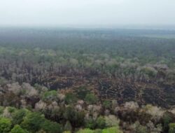 Pemprov Lampung Lanjutkan Pemantauan Penanganan Karhutla di Way Kambas